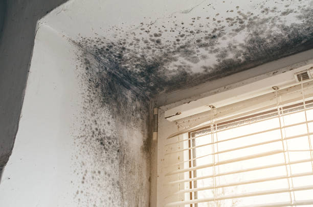 Affordable Mold Remediation solutions in Lebanon Junction, KY